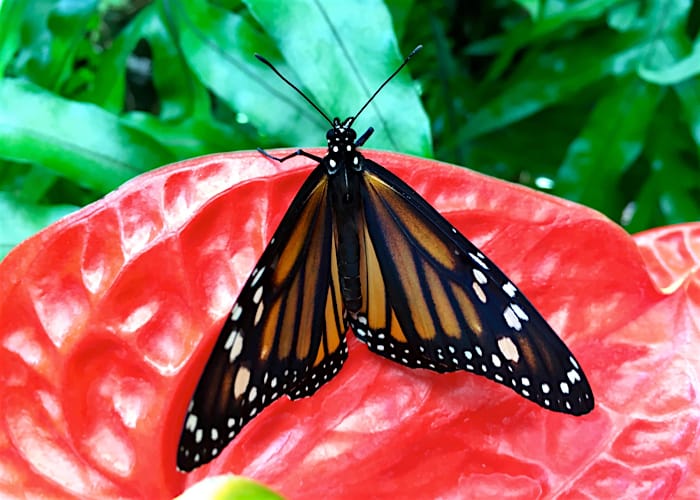 Monarch falter Monarchfalter