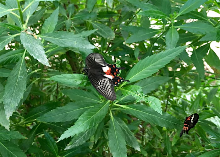 Scharlachroter Schwalbenschwanz Scharlachroter Schwalbenschwanz