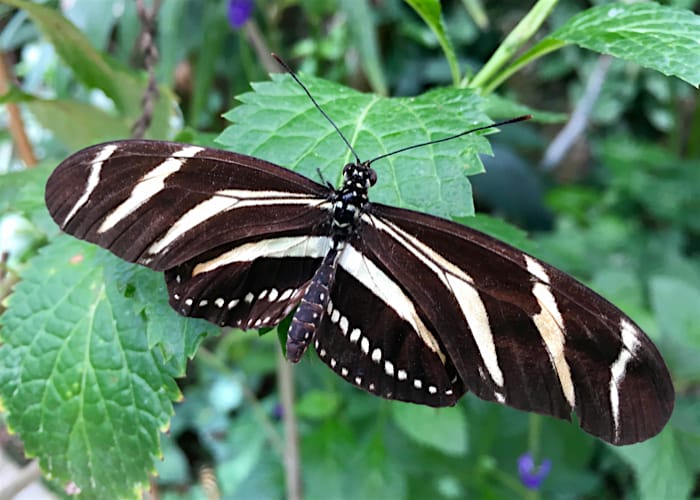 Zebra falter Zebrafalter