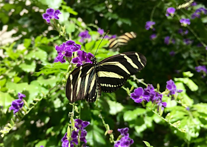 Zebra falter auf lila Blüten
