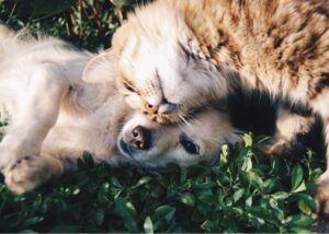 Dog and cat play