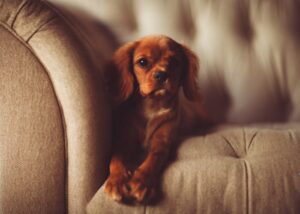 Hund