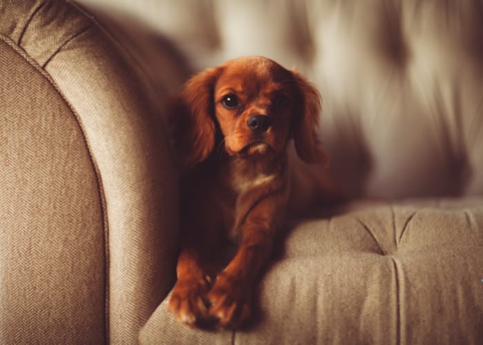 Hund