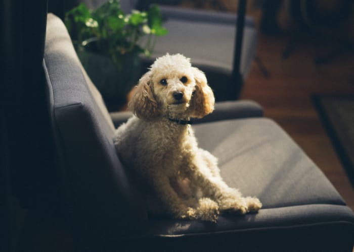 Hund sitzt auf der Couch