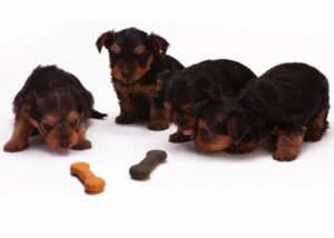 Dogs and dog food