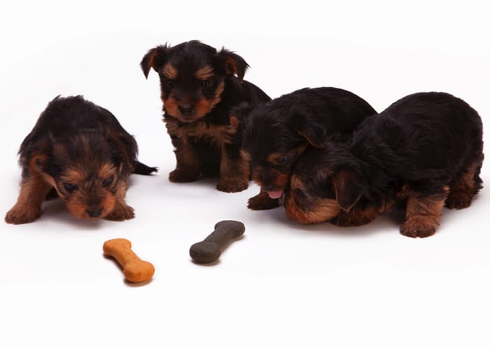 Hunde und Hundefutter