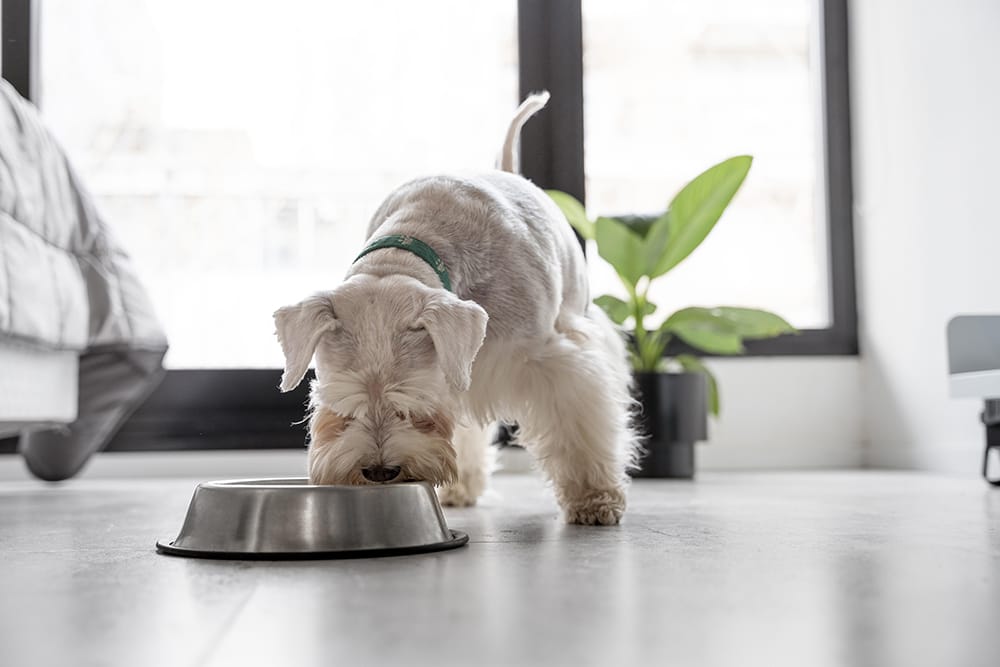 Hund glutenfreies Hundefutter