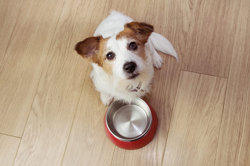 Gluten Intoleranz bei Hunden