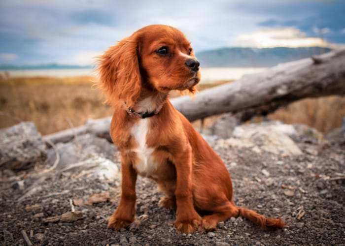Angststörung bei Hunden