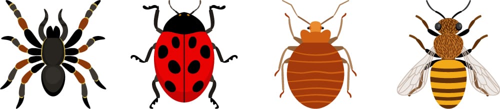 Fear of insects