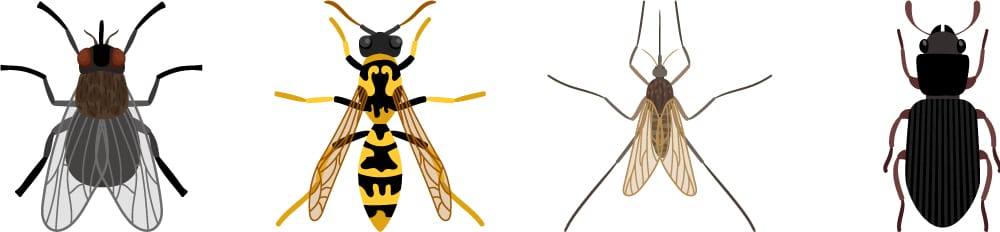 Fear of insects