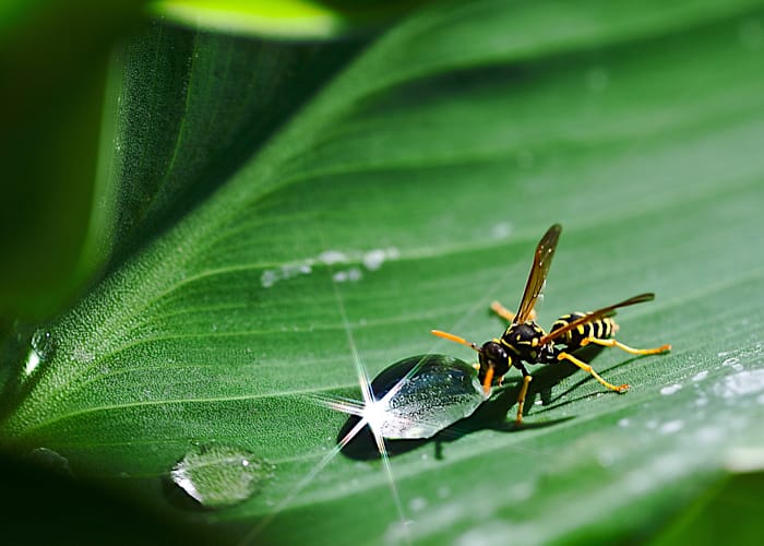 Wasp on green leaf with dewdrops