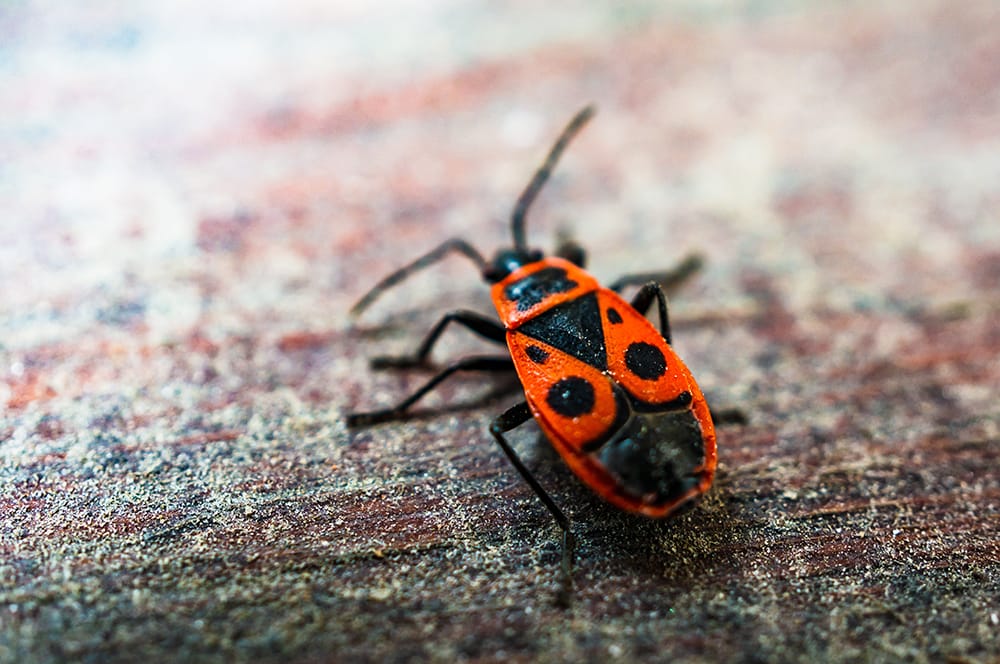 Fear of insects