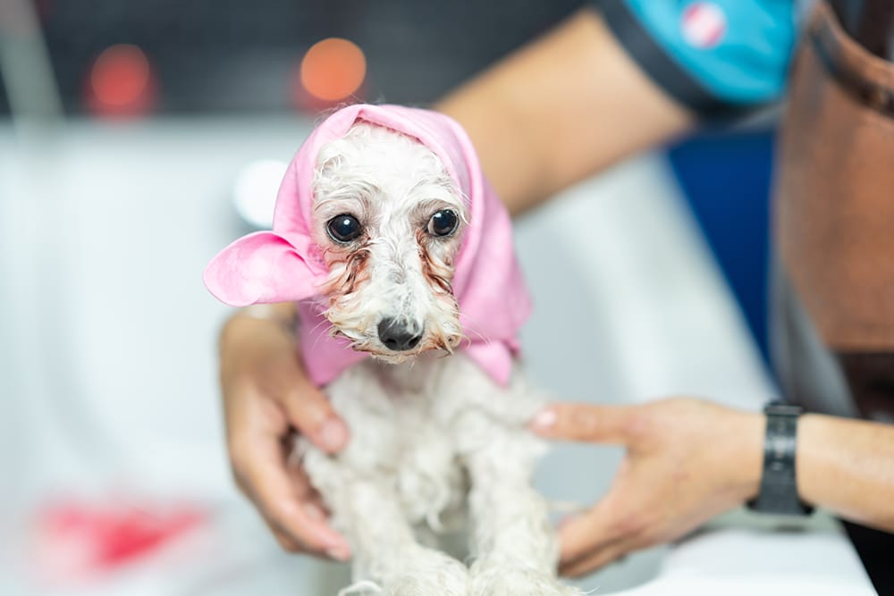 Hund mit Angststörung