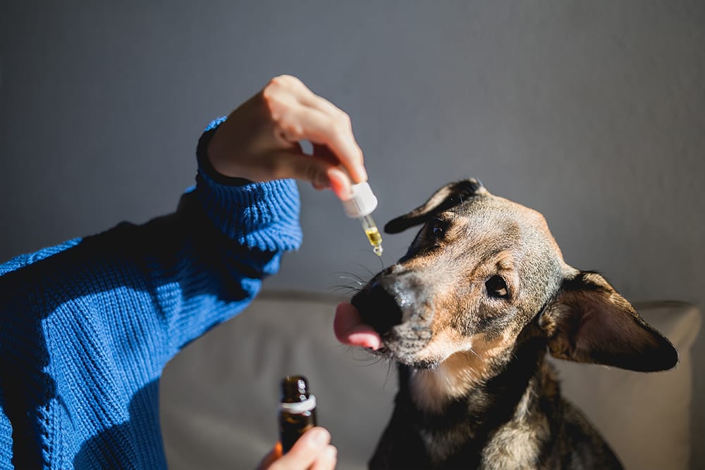 Hund mit Angststörung