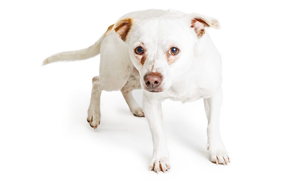 Phobien bei Hunden