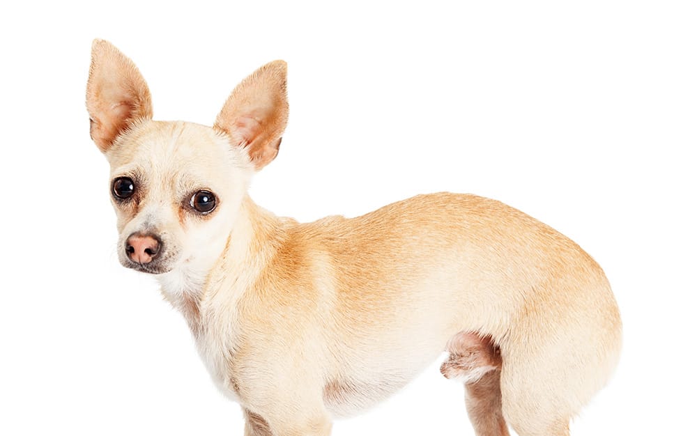 Phobien bei Hunden
