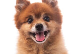 Flauschiger kleiner Hund