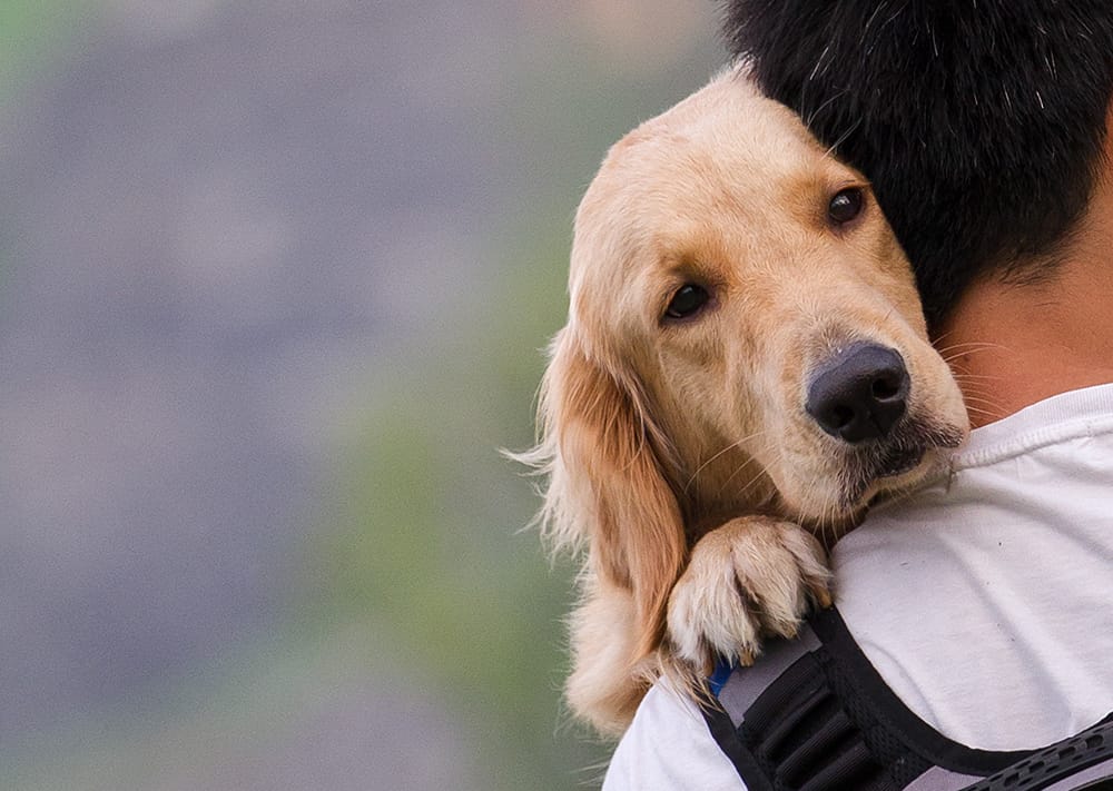 Wie schnell vergessen Hunde einen Menschen