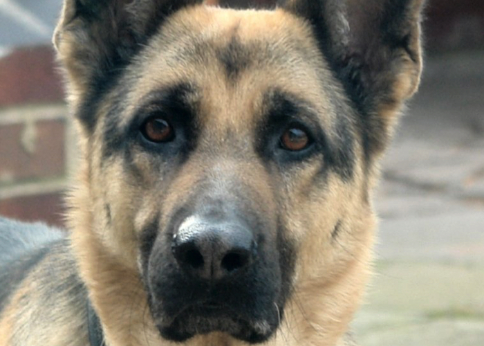 Deutscher Schäferhund