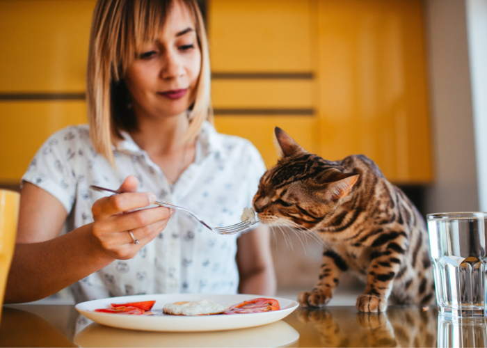 Diese Lebensmittel sind giftig für Katzen: Katze frisst vom Teller