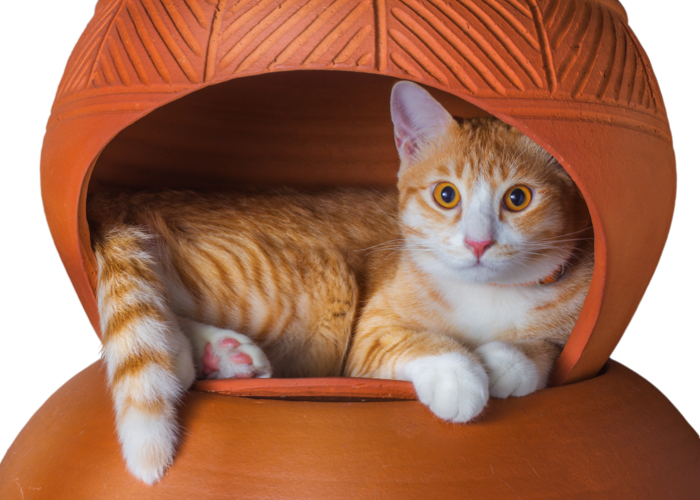 Katze in Keramiktopf Katze in Keramiktopf, Warum schlafen Katzen an so ungewöhnlichen Orten?