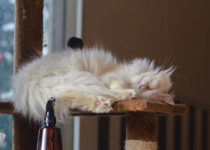 Sleeping cat