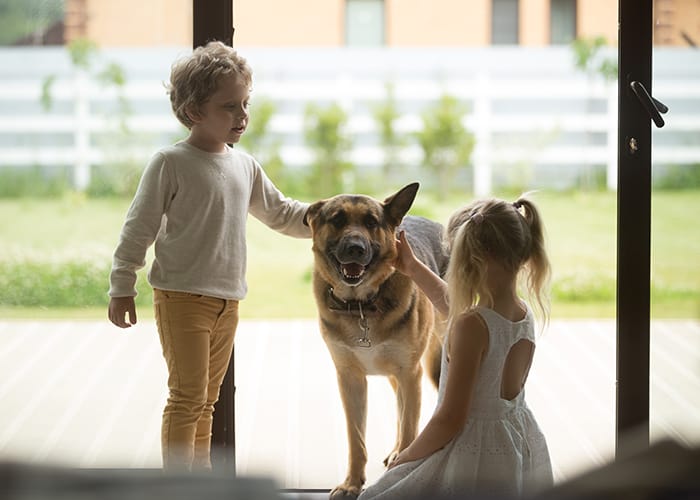 Der Deutsche Schäferhund