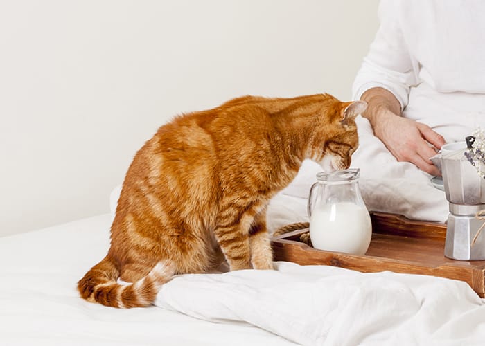 giftig für Katzen ? Katze trinkt Milch