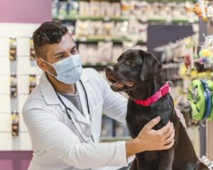 Lesen Sie mehr über den Artikel Tiermedizin in Spanien: Eine Erfolgsgeschichte für Tierliebhaber