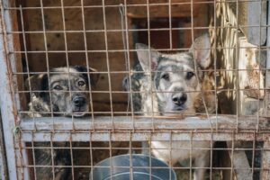 Lesen Sie mehr über den Artikel Wie man einen Hund aus dem Tierheim auswählt.