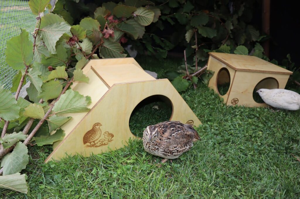 Legewachteln: Wachtelhaltung im Garten